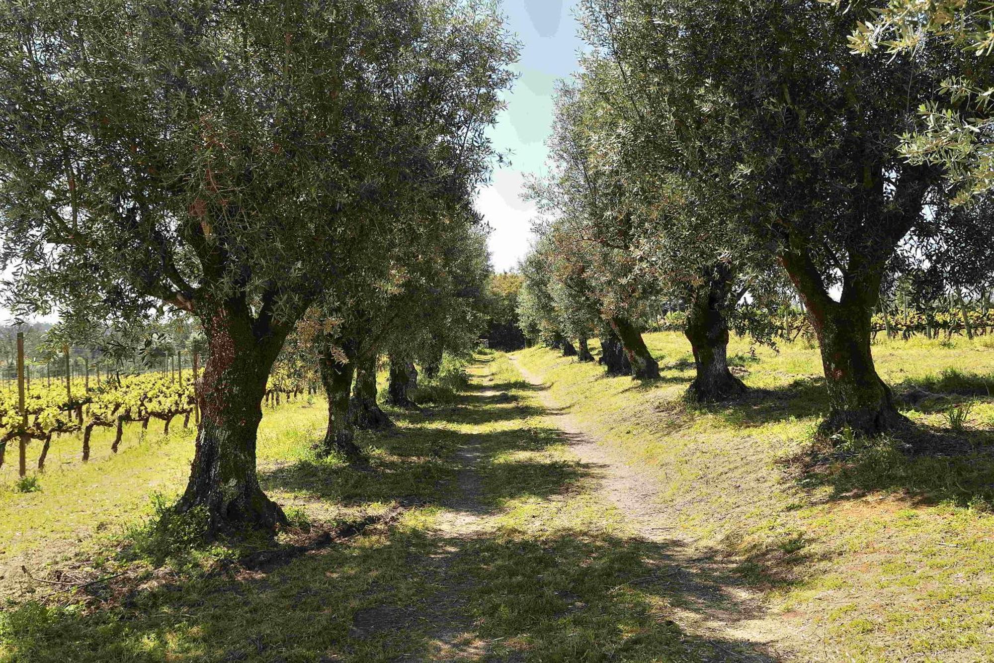 Вилла Quinta Da Fata Нелаш Экстерьер фото